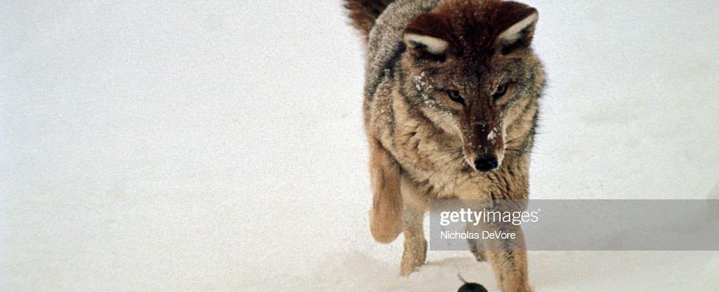 A coyote can hear a mouse moving underneath a foot of snow