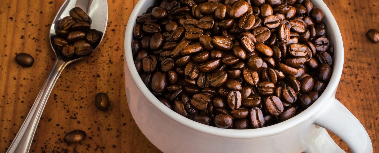 If a coffee bean is darker will its caffeine content be higher or lower lower