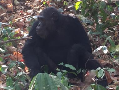 Wild chimps in guinea enjoy alcohol consumption like their human cousins researchers have found evidence the apes use leaves for drinking the 3 alcohol by volume fermented palm sap some to the point of visible drunkenness