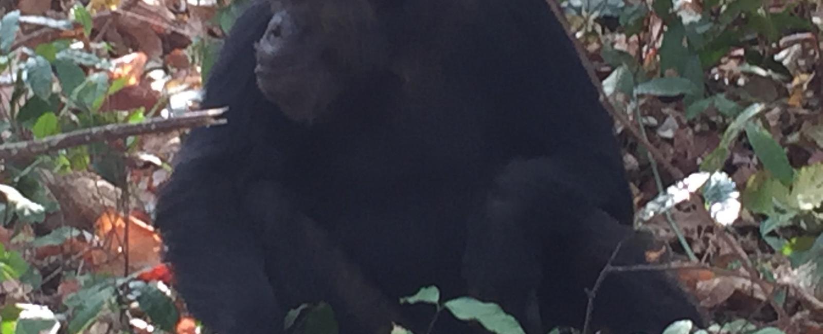 Wild chimps in guinea enjoy alcohol consumption like their human cousins researchers have found evidence the apes use leaves for drinking the 3 alcohol by volume fermented palm sap some to the point of visible drunkenness