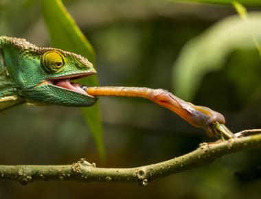 The chameleon has a tongue that is one and a half times the length of his body