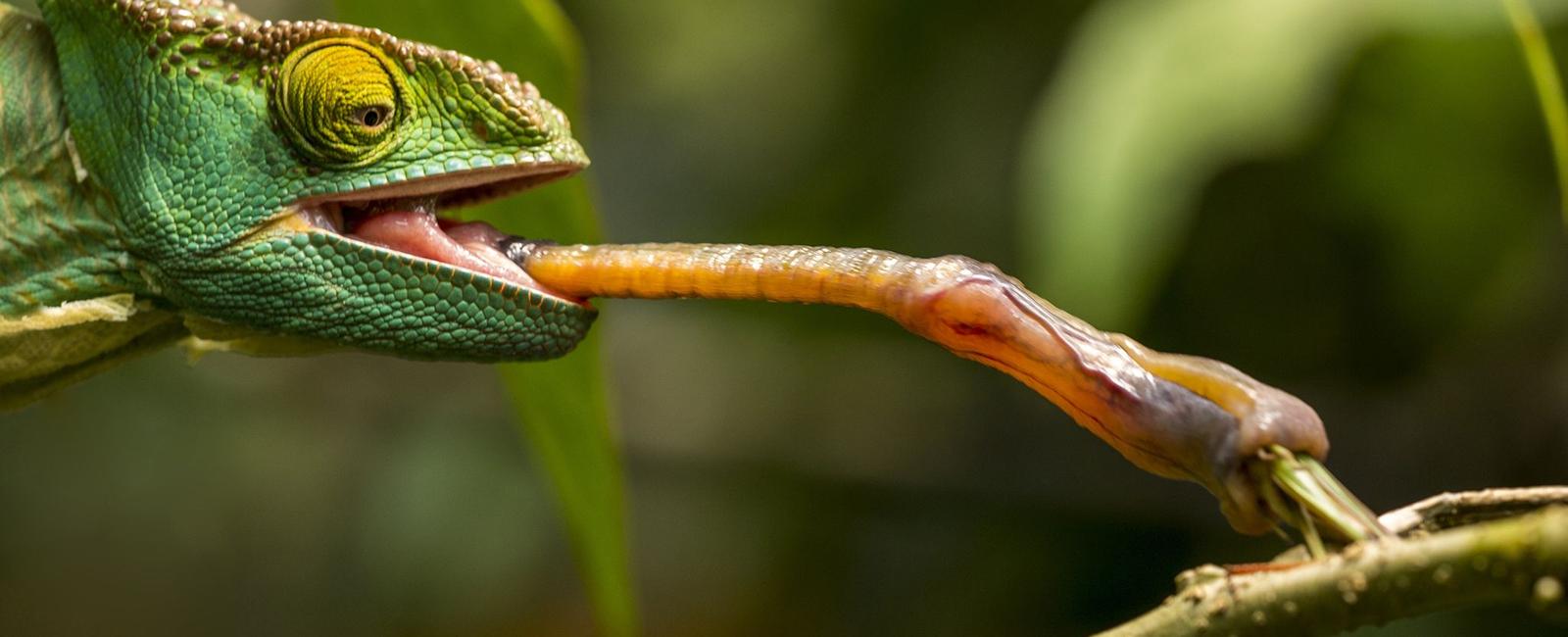 The chameleon has a tongue that is one and a half times the length of his body