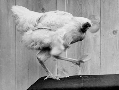 In 1945 a rooster named mike lived 18 months without a head