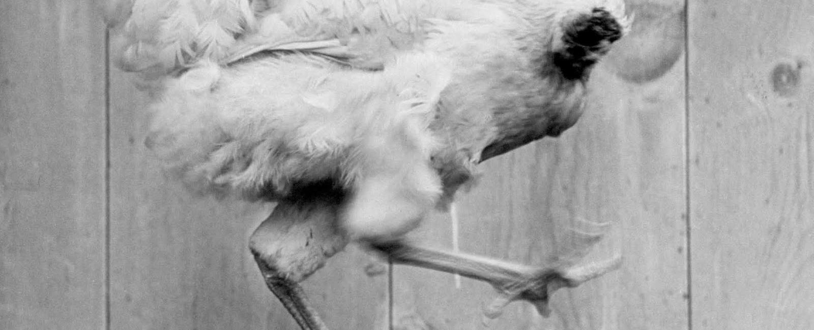In 1945 a rooster named mike lived 18 months without a head
