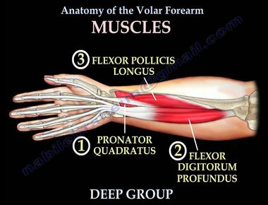 Fingers don t have muscles they have tendons that are controlled by the muscles of the forearm