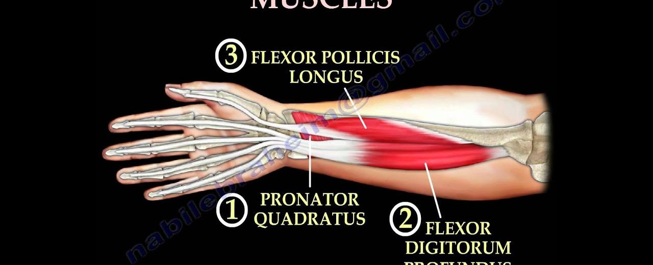 Fingers don t have muscles they have tendons that are controlled by the muscles of the forearm