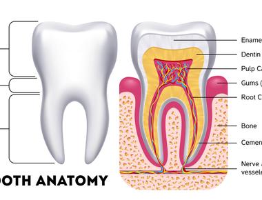 Although teeth are a part of the skeletal system they are not considered a bone