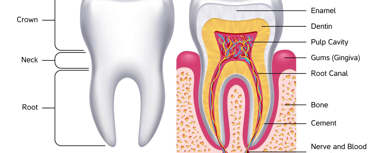 Although teeth are a part of the skeletal system they are not considered a bone