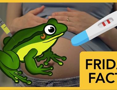 The first mainstream pregnancy test involved injecting a frog with the woman s urine in 5 12 hours if the frog ovulated the woman was pregnant it was considered a reliable test