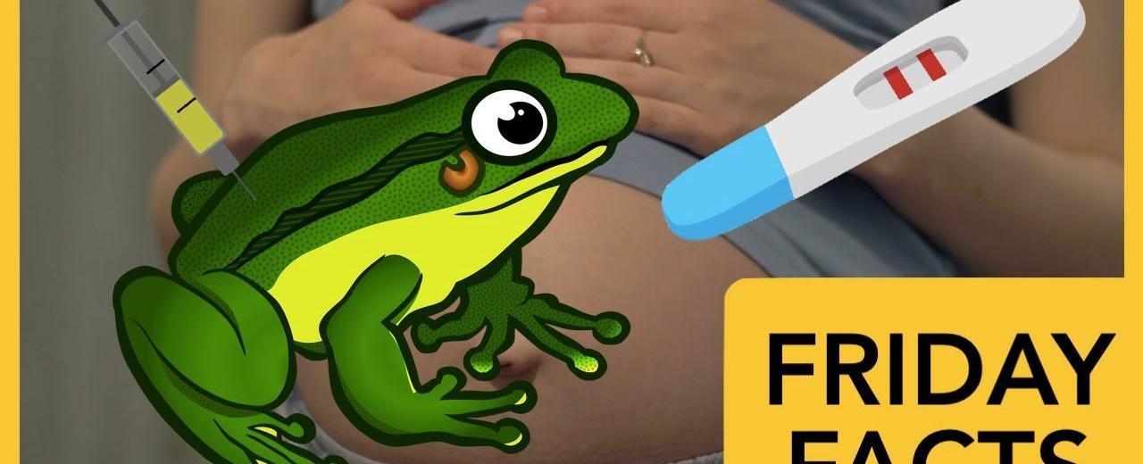 The first mainstream pregnancy test involved injecting a frog with the woman s urine in 5 12 hours if the frog ovulated the woman was pregnant it was considered a reliable test