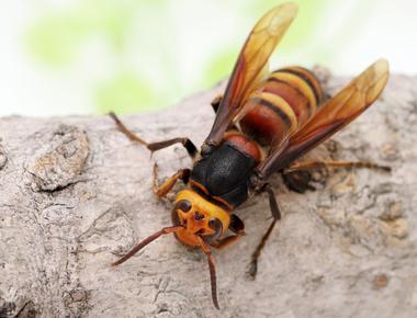 The invasive insect known as the asian giant hornet was spotted for the first time stateside when they invaded washington state measuring up to two inches the hornets can wipe out entire bee colonies within hours