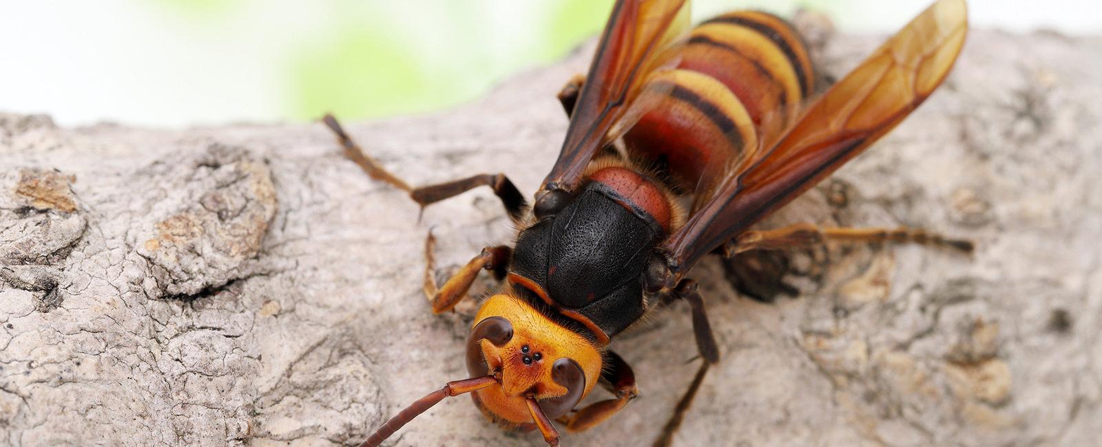 The invasive insect known as the asian giant hornet was spotted for the first time stateside when they invaded washington state measuring up to two inches the hornets can wipe out entire bee colonies within hours