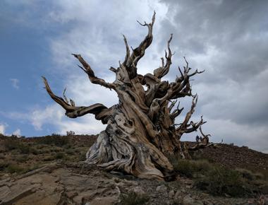 According to guinness world records the oldest individual living tree is a bristlecone pine named methuselah at nearly 5000 years old its location in the united states is kept secret for its protection