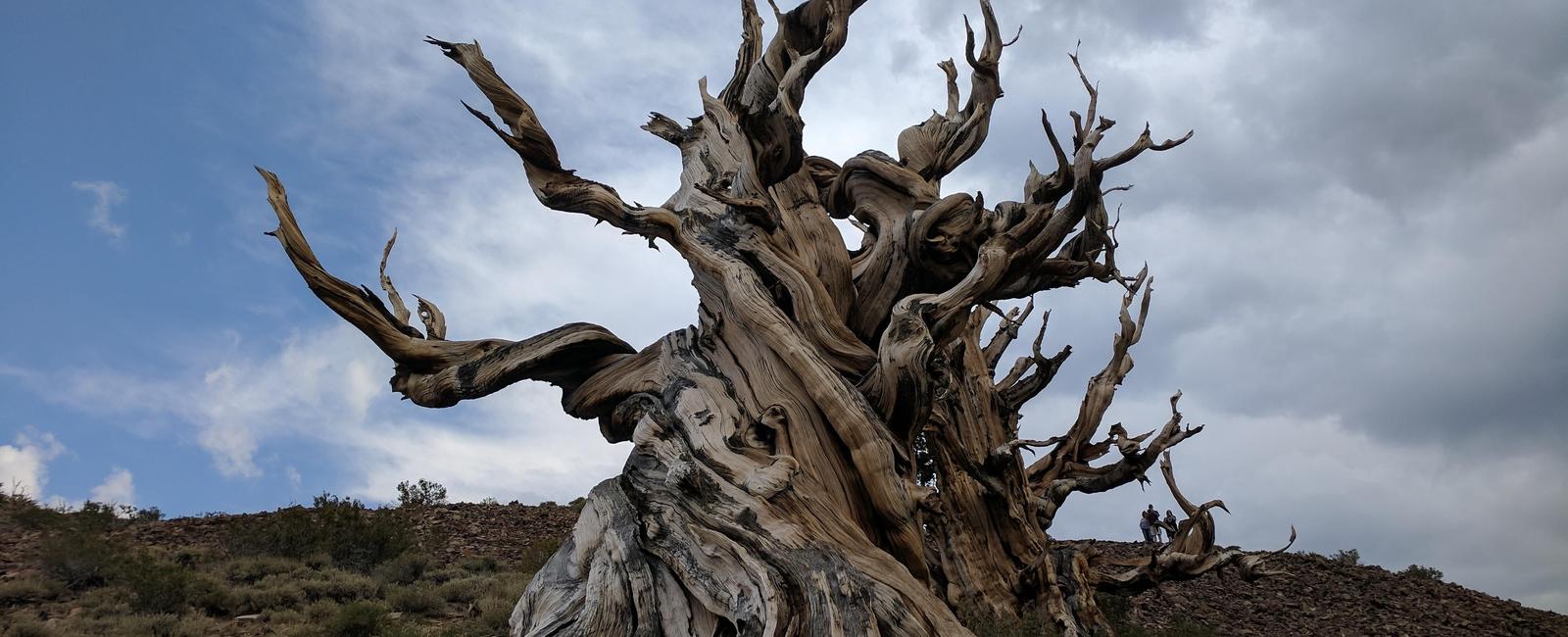 The oldest tree on earth a bristlecone pine was already 1 000 years old when the wooly mammoth went extinct