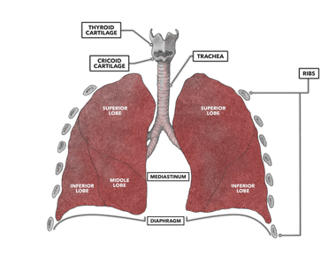 Human lungs have the same surface area as a tennis court