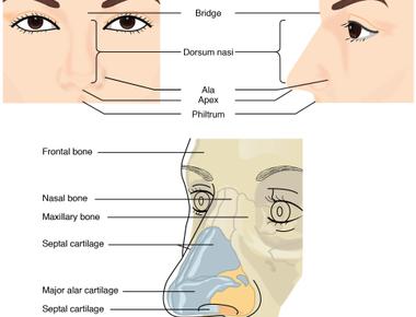 Our nose and ears are the only body parts that never stop growing