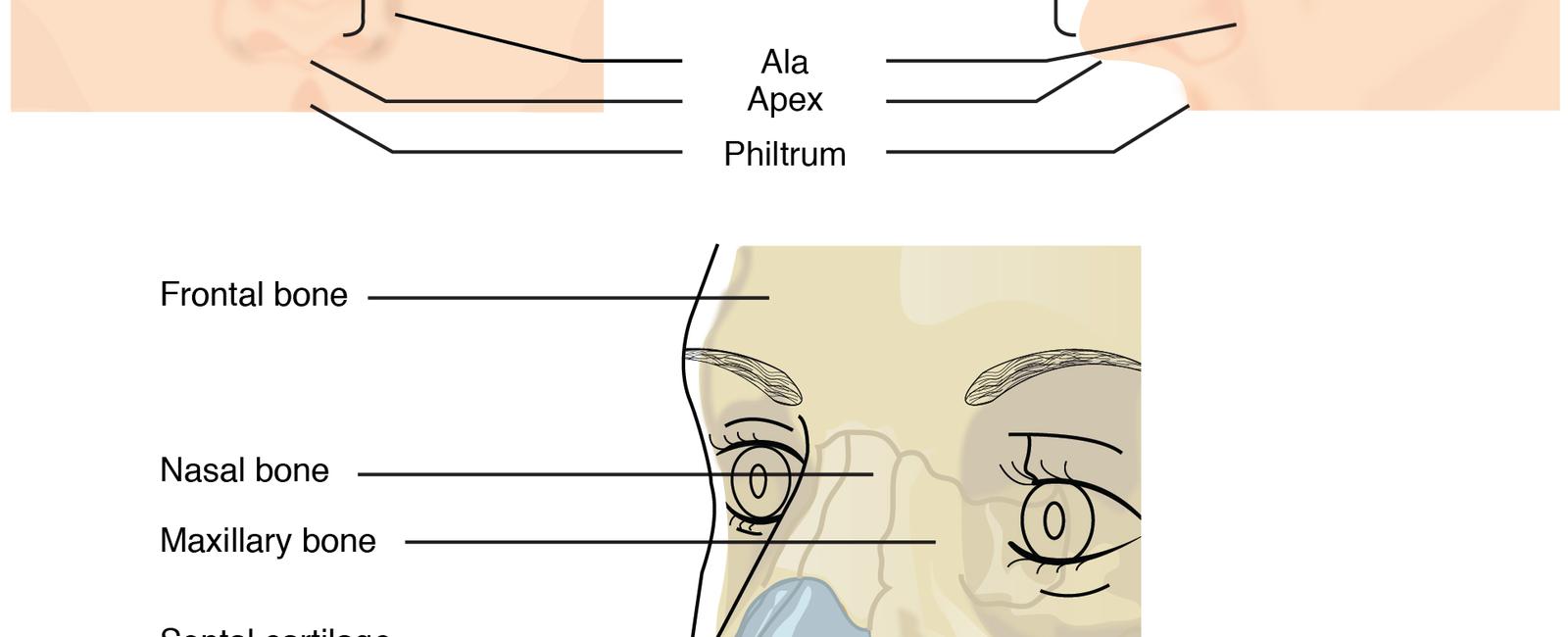 Our nose and ears are the only body parts that never stop growing