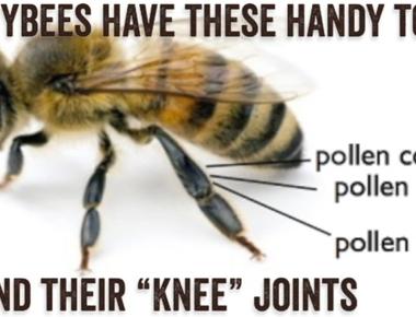 Bees actually have knees the expression comes from the fact that they store large build ups of pollen in hairy baskets on their knees