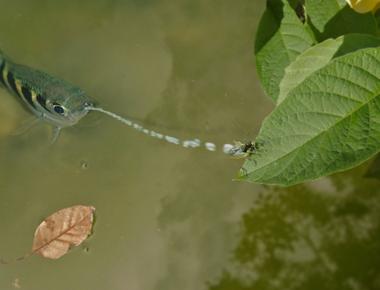 The archerfish knocks its insect prey out of over hanging branches with a stream of spit