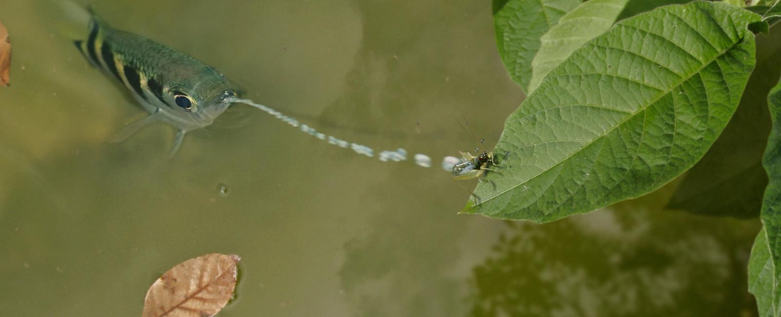 The archerfish knocks its insect prey out of over hanging branches with a stream of spit