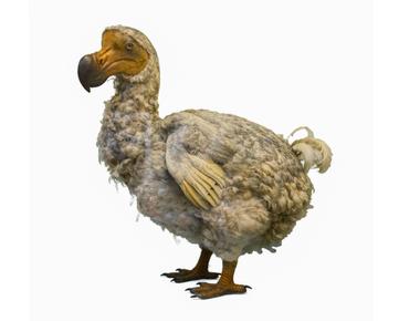 Dodo birds survived many hostile conditions and climatic catastrophes including drought and volcanic eruptions it was only the arrival of humans on their island home that led to their extinction