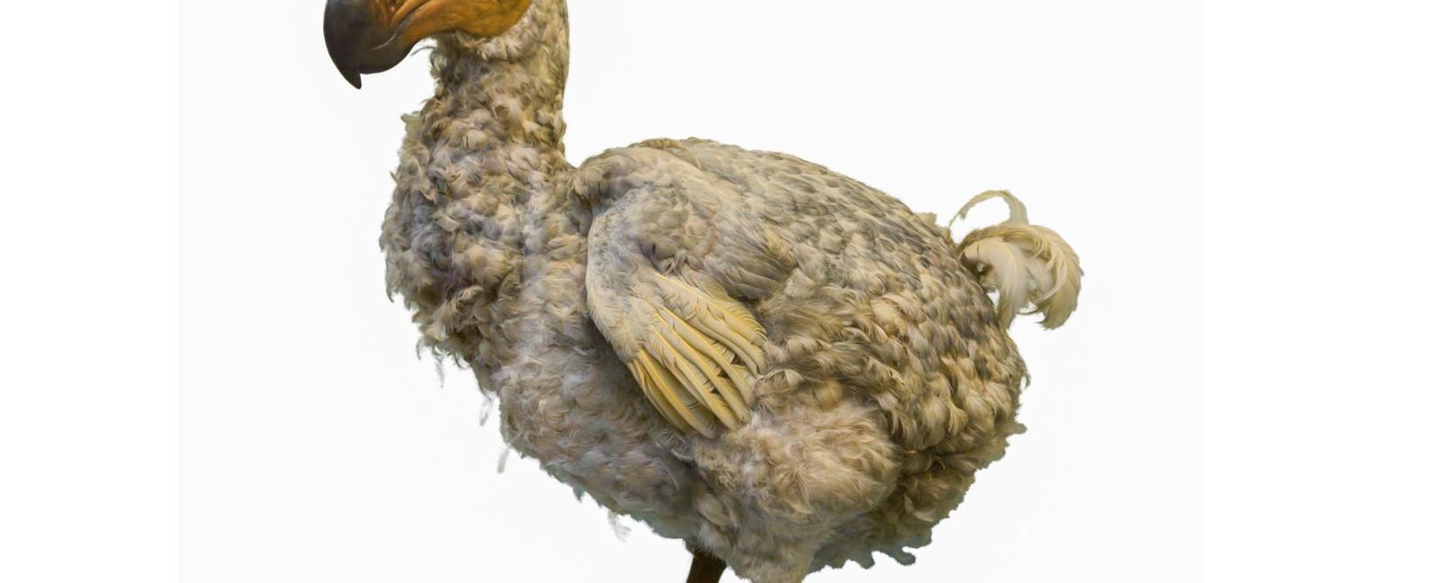 Dodo birds survived many hostile conditions and climatic catastrophes including drought and volcanic eruptions it was only the arrival of humans on their island home that led to their extinction