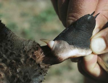 The male platypus has a venomous spur on its hind foot capable of dispensing a poison that can kill a medium sized dog