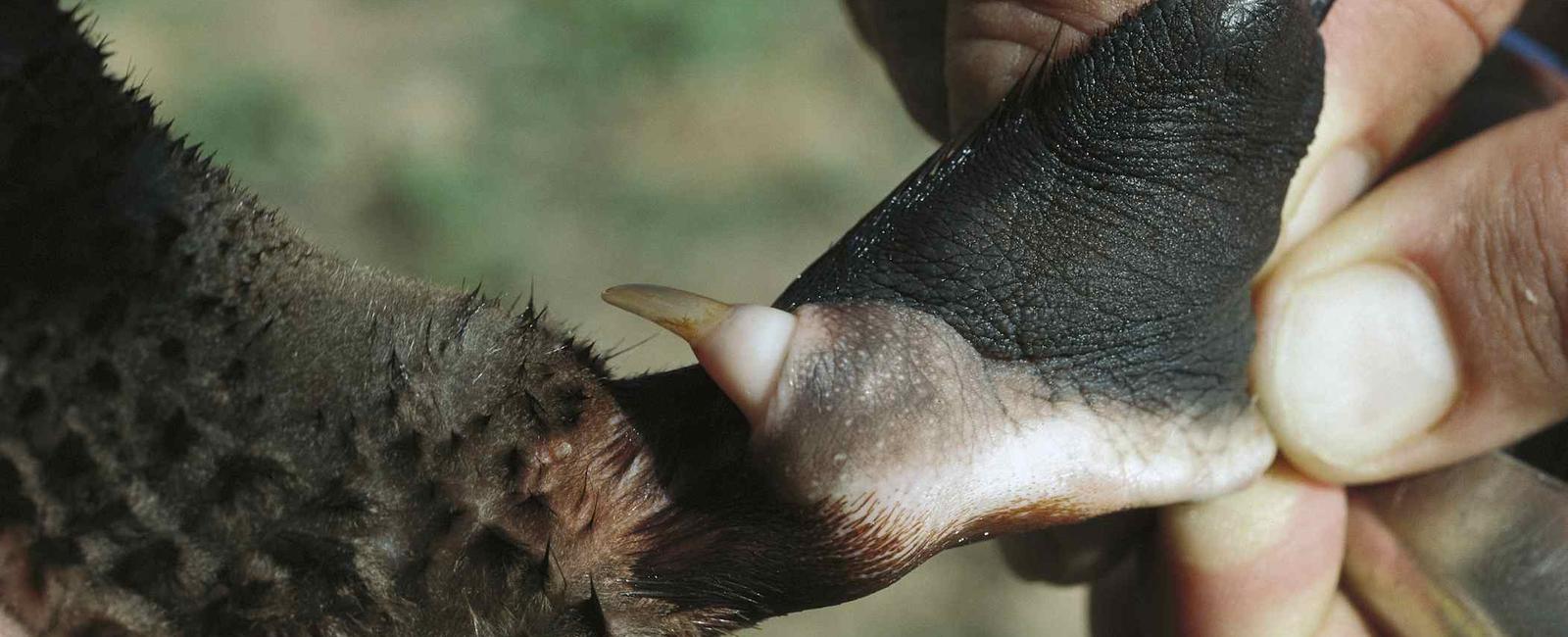 The male platypus has a venomous spur on its hind foot capable of dispensing a poison that can kill a medium sized dog