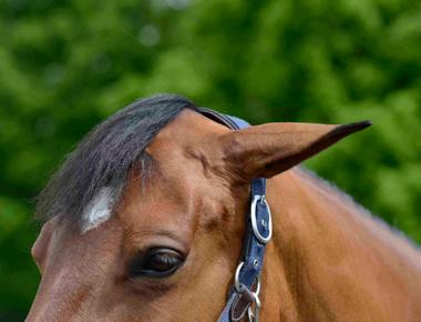 A horse can look forward with one eye and back with the other