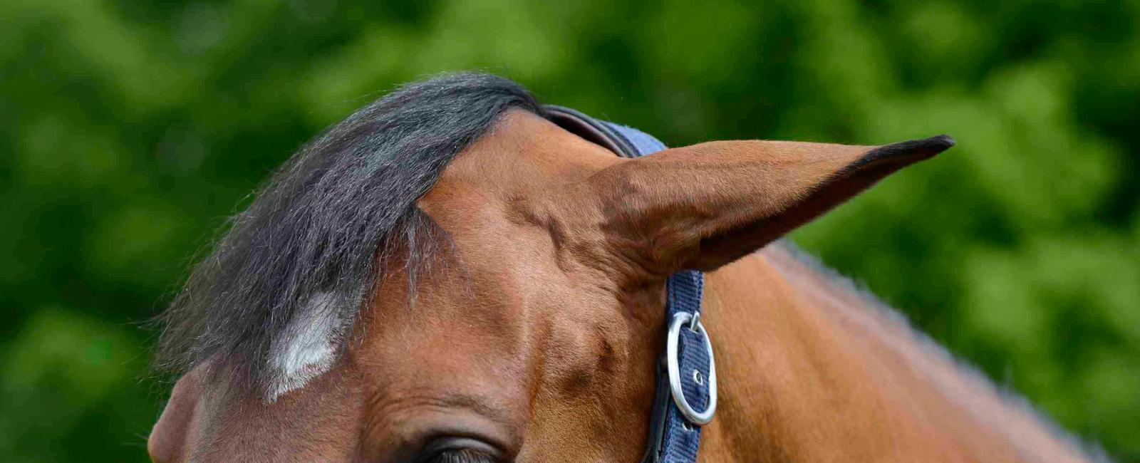 A horse can look forward with one eye and back with the other