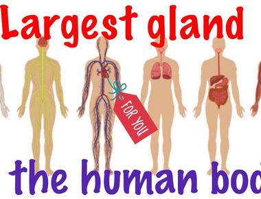 Your skin is the largest organ making up the human body