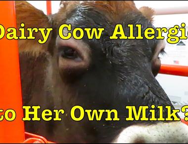 More people are allergic to cow s milk than any other food