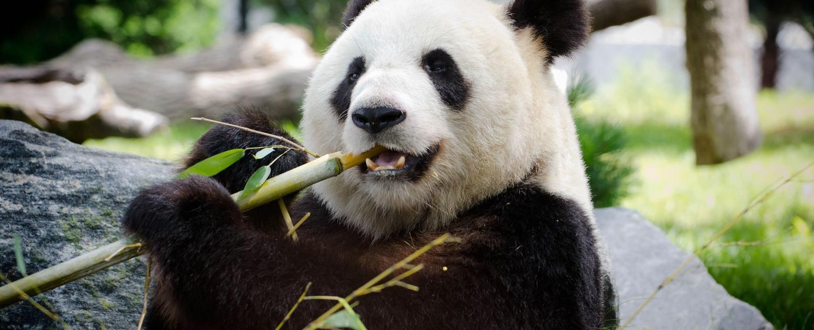 Pandas are black and white because their patterns serve as a combination of communication and camouflage according to a study published in behavioral ecology