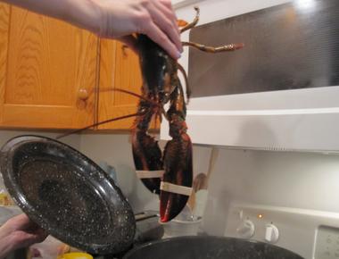 When put in a pot of boiling water they scream lobster