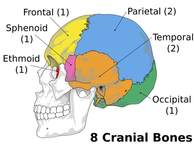 Your skull is made up of 22 different bones