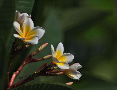 Bali has the world s largest variety of flora