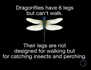 Dragonflies have six legs but can t walk