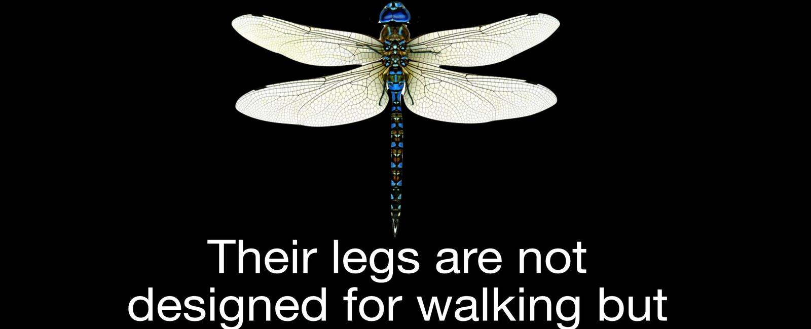 Dragonflies have six legs but can t walk