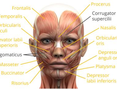 A smile can use anywhere between five and 53 facial muscles