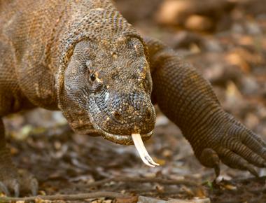 The komodo dragon is a renowned giant with the average male measuring around 8 feet long some exceptional individuals reach 10 feet long