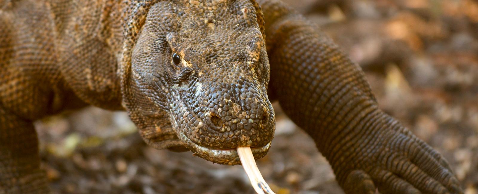 The komodo dragon is a renowned giant with the average male measuring around 8 feet long some exceptional individuals reach 10 feet long