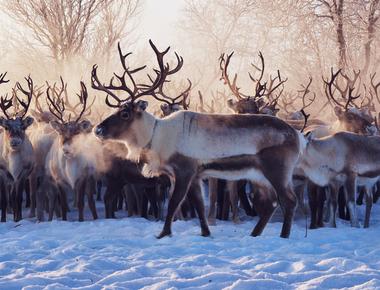 Some reindeer migrate over 3000 miles in a year than any other mammal