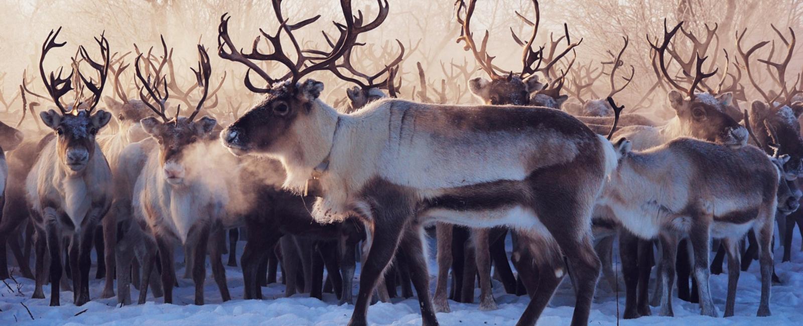 Some reindeer migrate over 3000 miles in a year than any other mammal