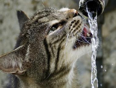 Cats can safely drink seawater