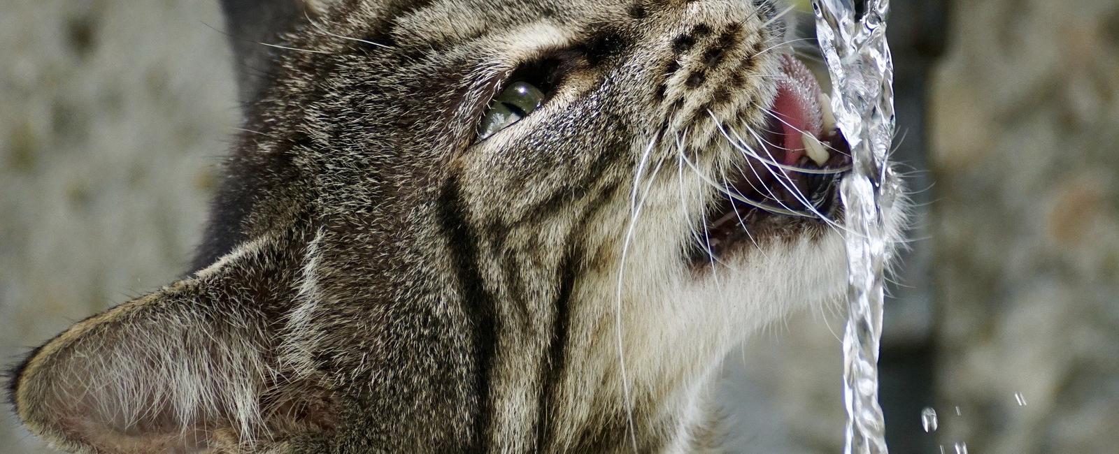 Cats can safely drink seawater