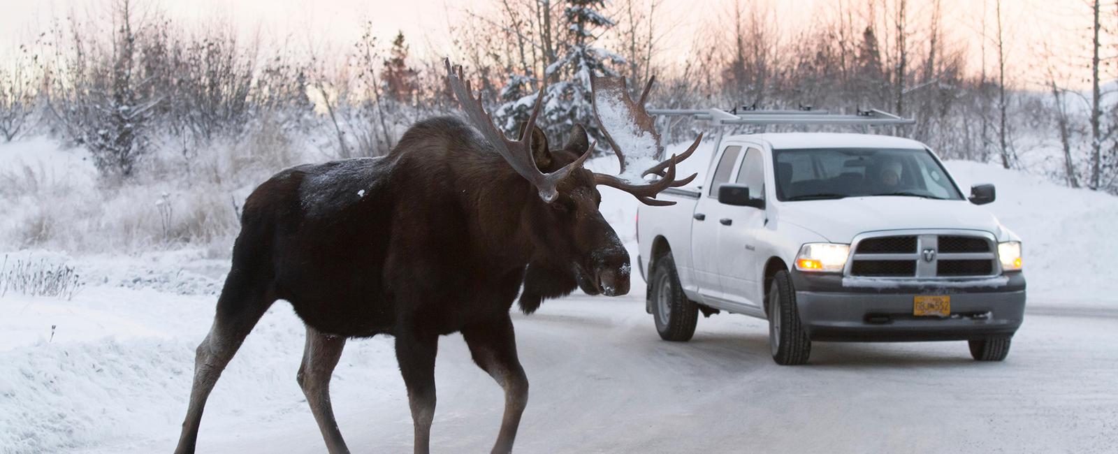 0 3 of all road accidents in canada involve a moose