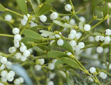 In the early middle ages mistletoe represented a sacred oath that hosts would not kill their guests be they friends or enemies