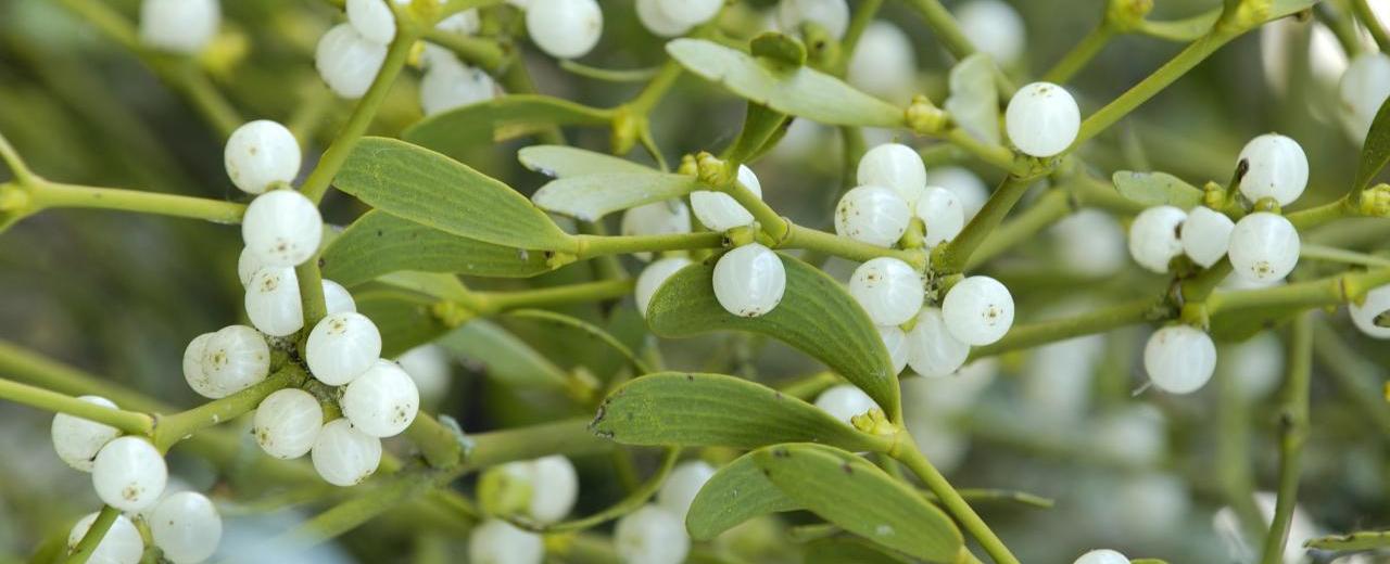 In the early middle ages mistletoe represented a sacred oath that hosts would not kill their guests be they friends or enemies