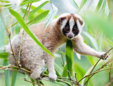 Slow lorises are the only venomous primates they have glands in the curve of their inner arms that produce a deadly toxin much like a cobra that can even kill humans with a bite