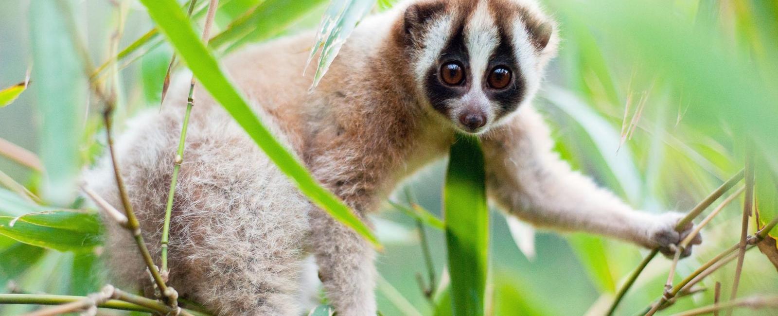 Slow lorises are the only venomous primates they have glands in the curve of their inner arms that produce a deadly toxin much like a cobra that can even kill humans with a bite